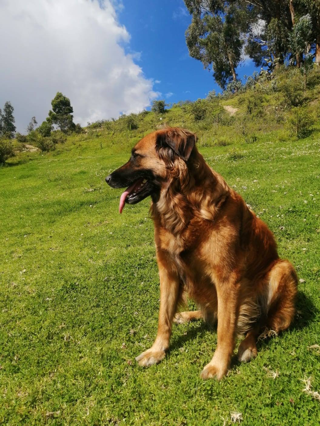 CANELA